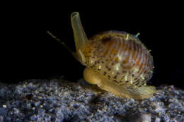 Image of European cowrie