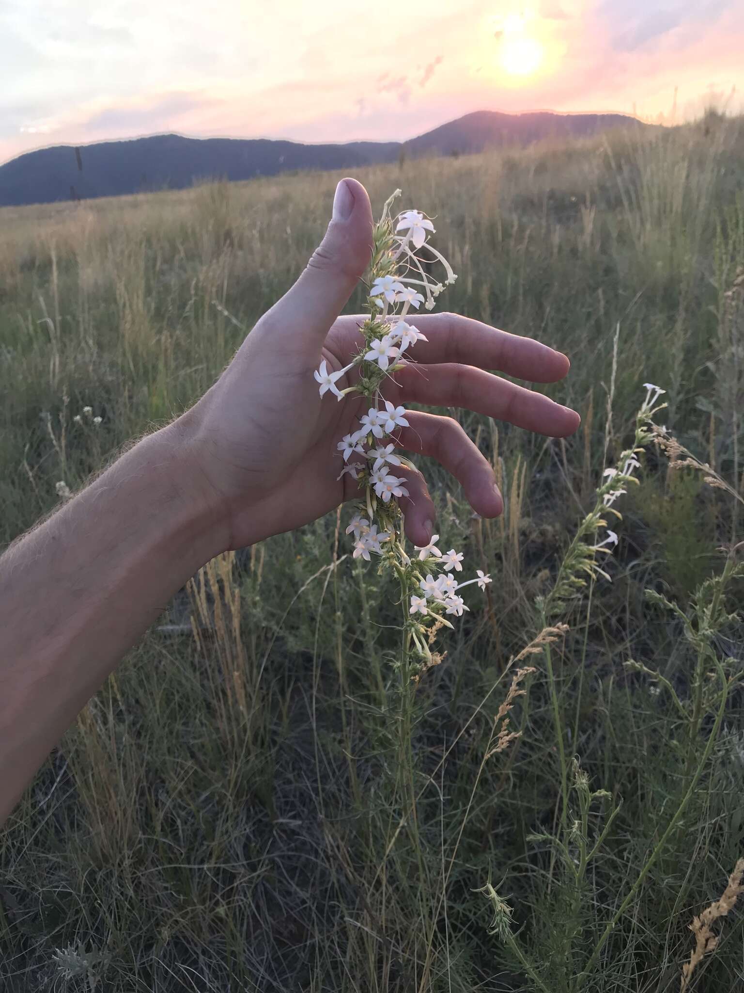 Image of scarlet gilia