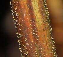 Image of Lachnum pteridophyllum (Rodway) Spooner 1987