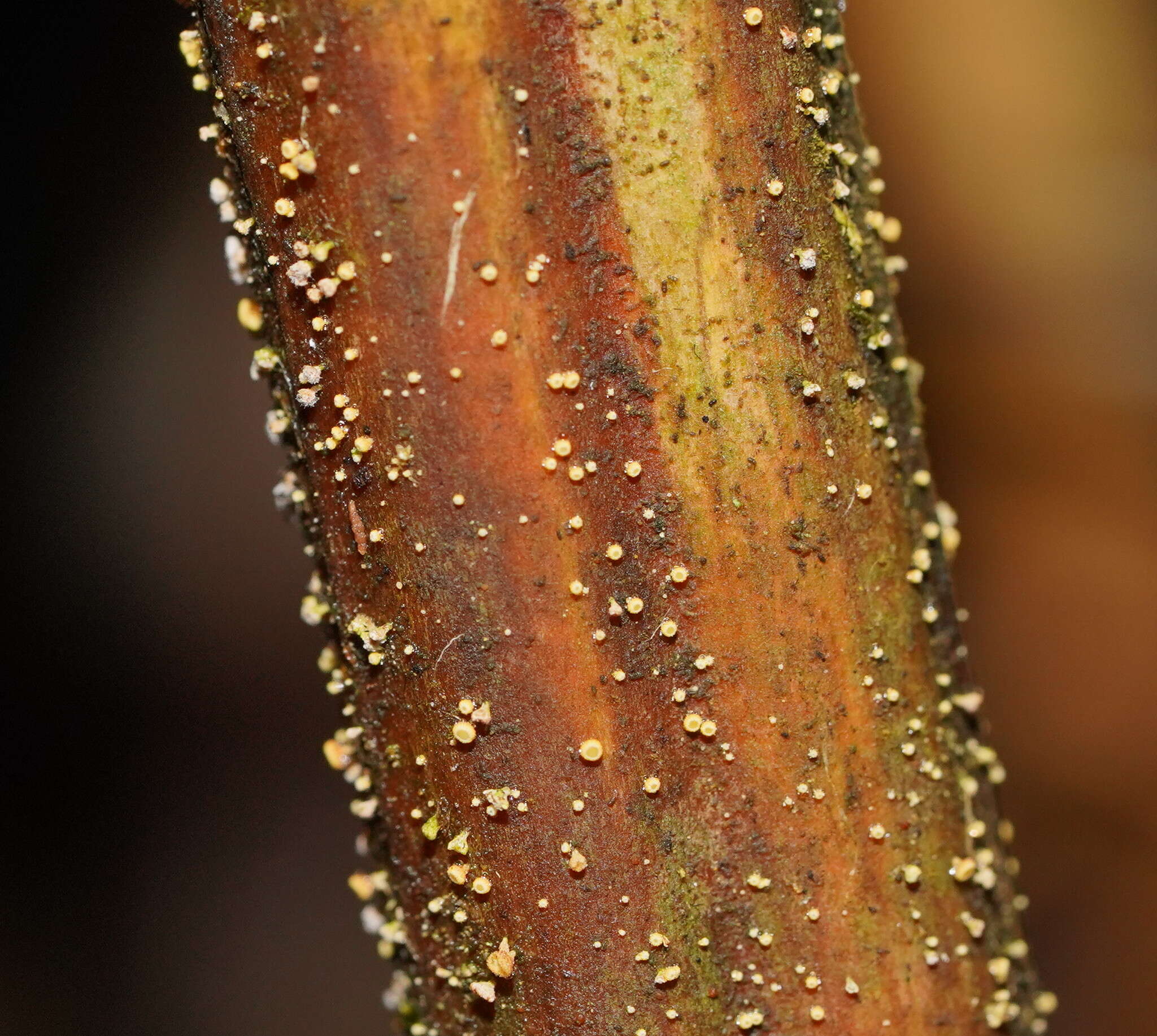 Image of Lachnum pteridophyllum (Rodway) Spooner 1987