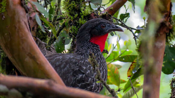 Image of Cauca Guan