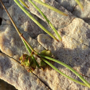 Слика од Centella macrocarpa (Rich.) Adamson