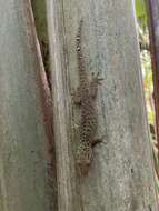 Image of Dwarf Bronze Gecko