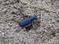 Image of Cicindela (Cicindela) coerulea coerulea Pallas 1773