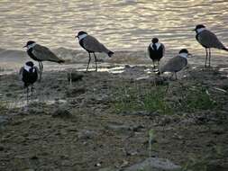 Image of spur-winged lapwing