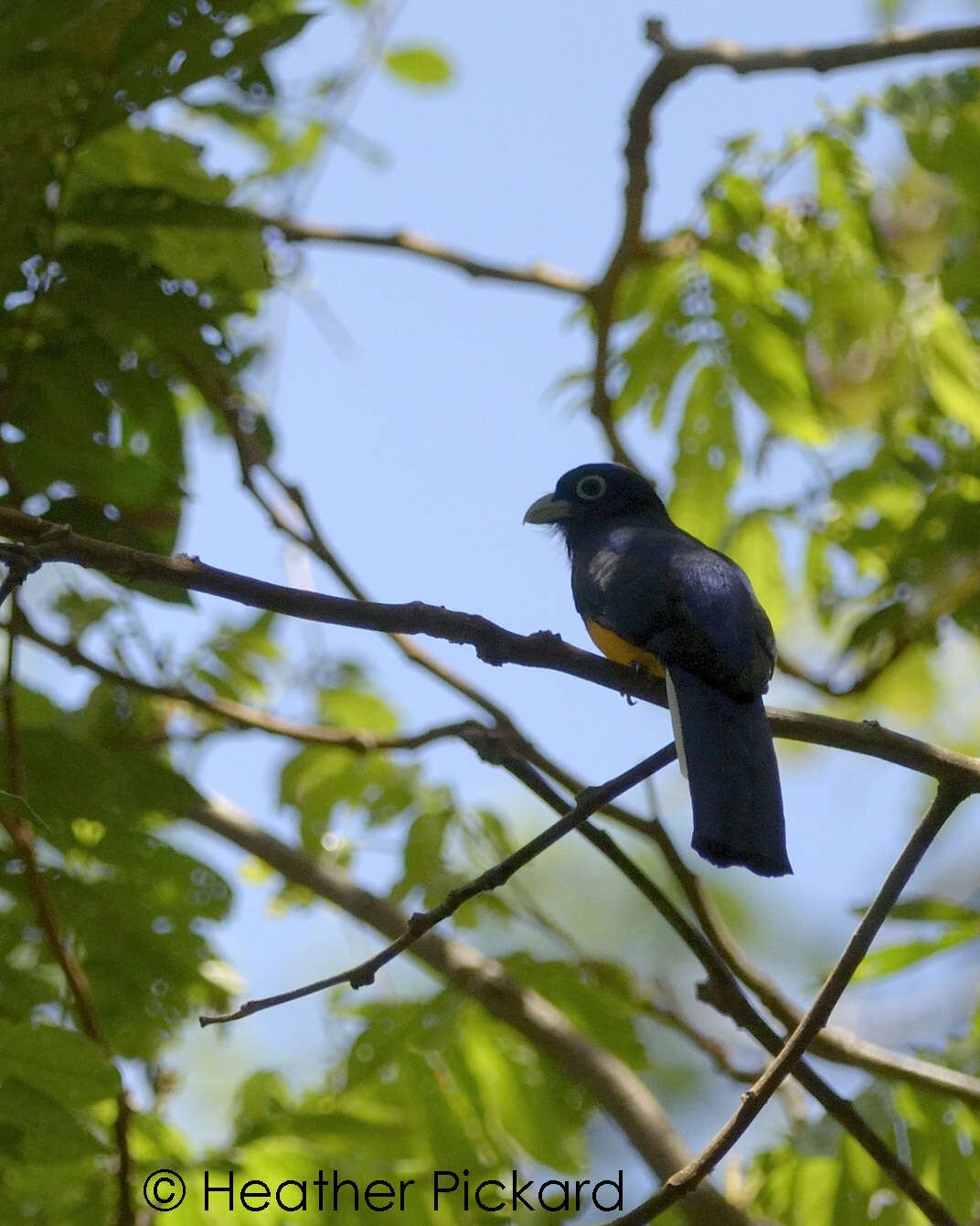 Plancia ëd Trogon chionurus Sclater, PL & Salvin 1871