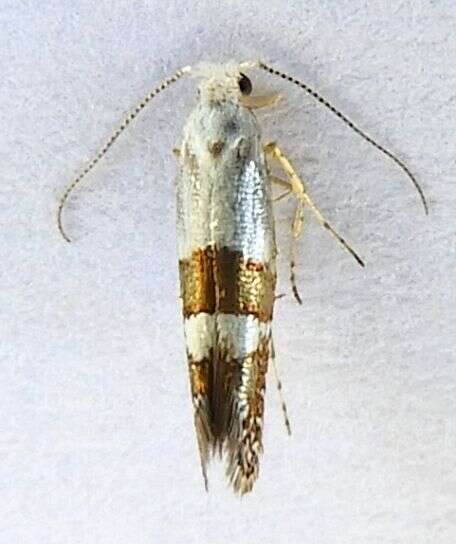 Imagem de Argyresthia inscriptella Busck 1907