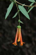 Image of Lonicera pilosa Willd. ex Kunth