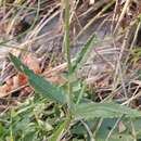 Image of Betonica officinalis var. serotina (Host) Nyman