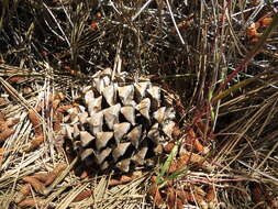 Image of Torrey pine