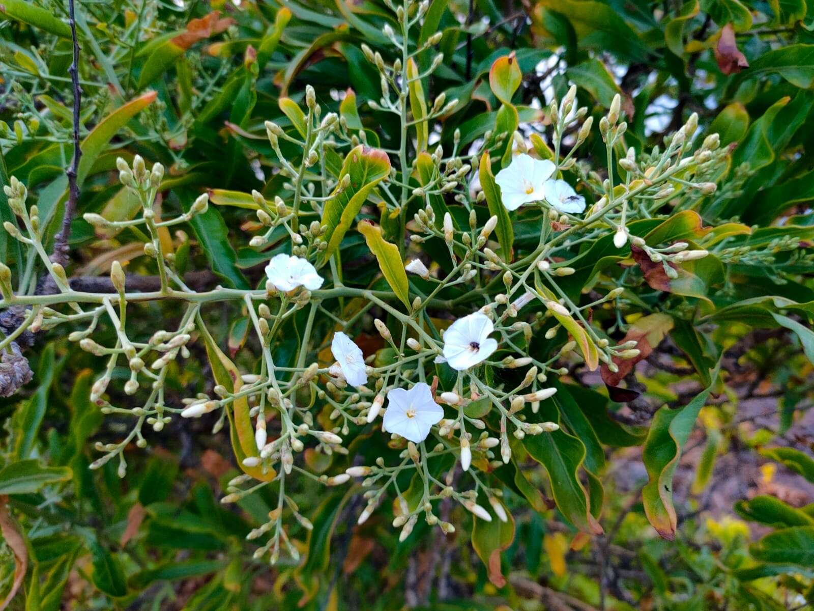 Слика од Convolvulus floridus L. fil.