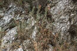 Image of Ebenus