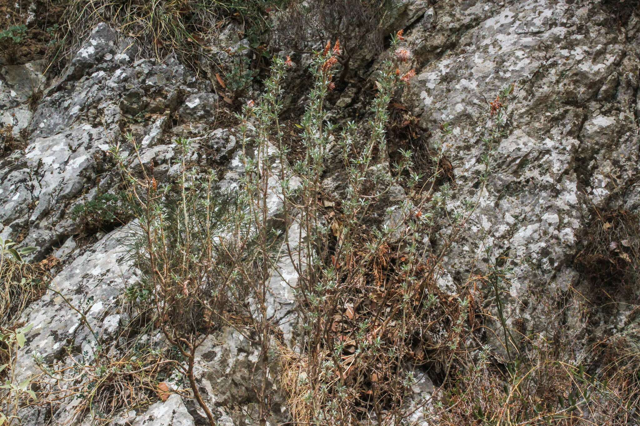 Image of Ebenus