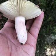 Image of Russula amoenicolor Romagn. 1962