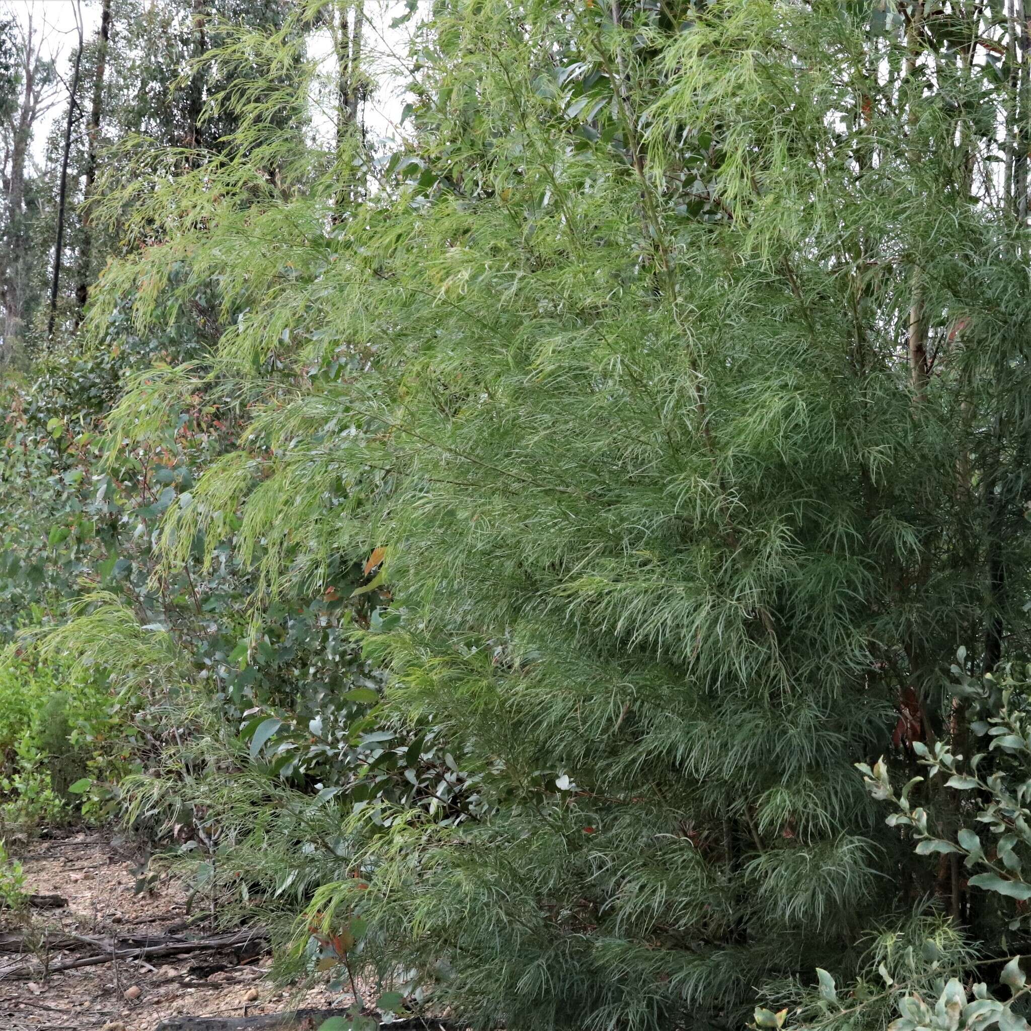 Image of bower wattle