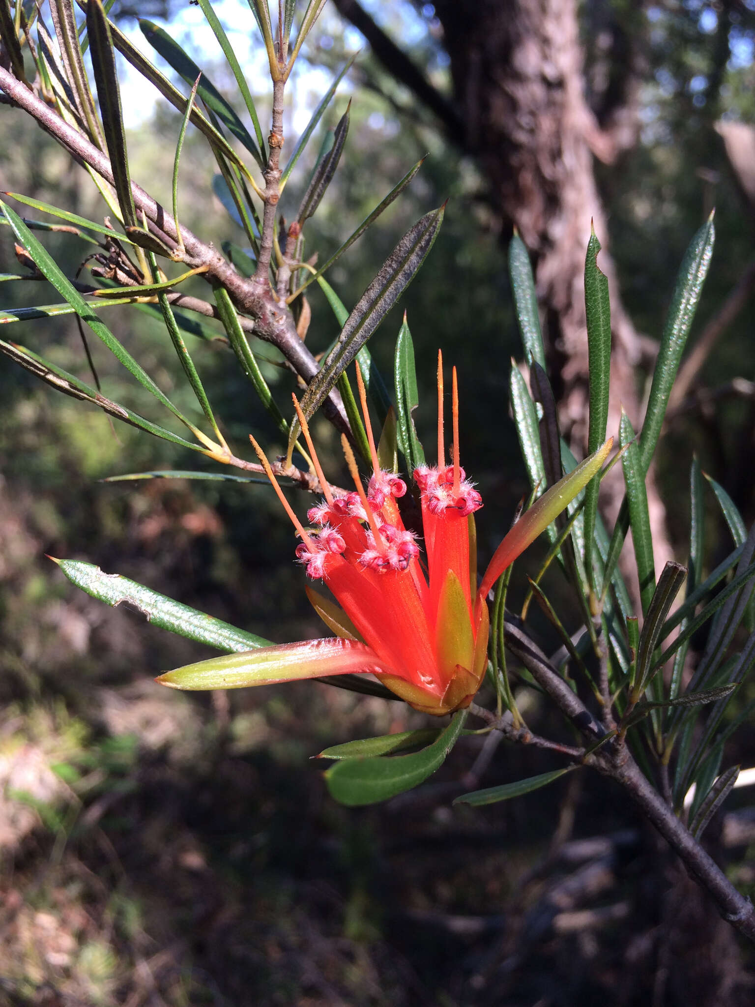 Image of Lambertia formosa Sm.