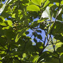 Image of Sorbus subfusca (Ledeb. ex Nordm.) Boiss.