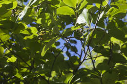 Sivun Sorbus subfusca (Ledeb. ex Nordm.) Boiss. kuva