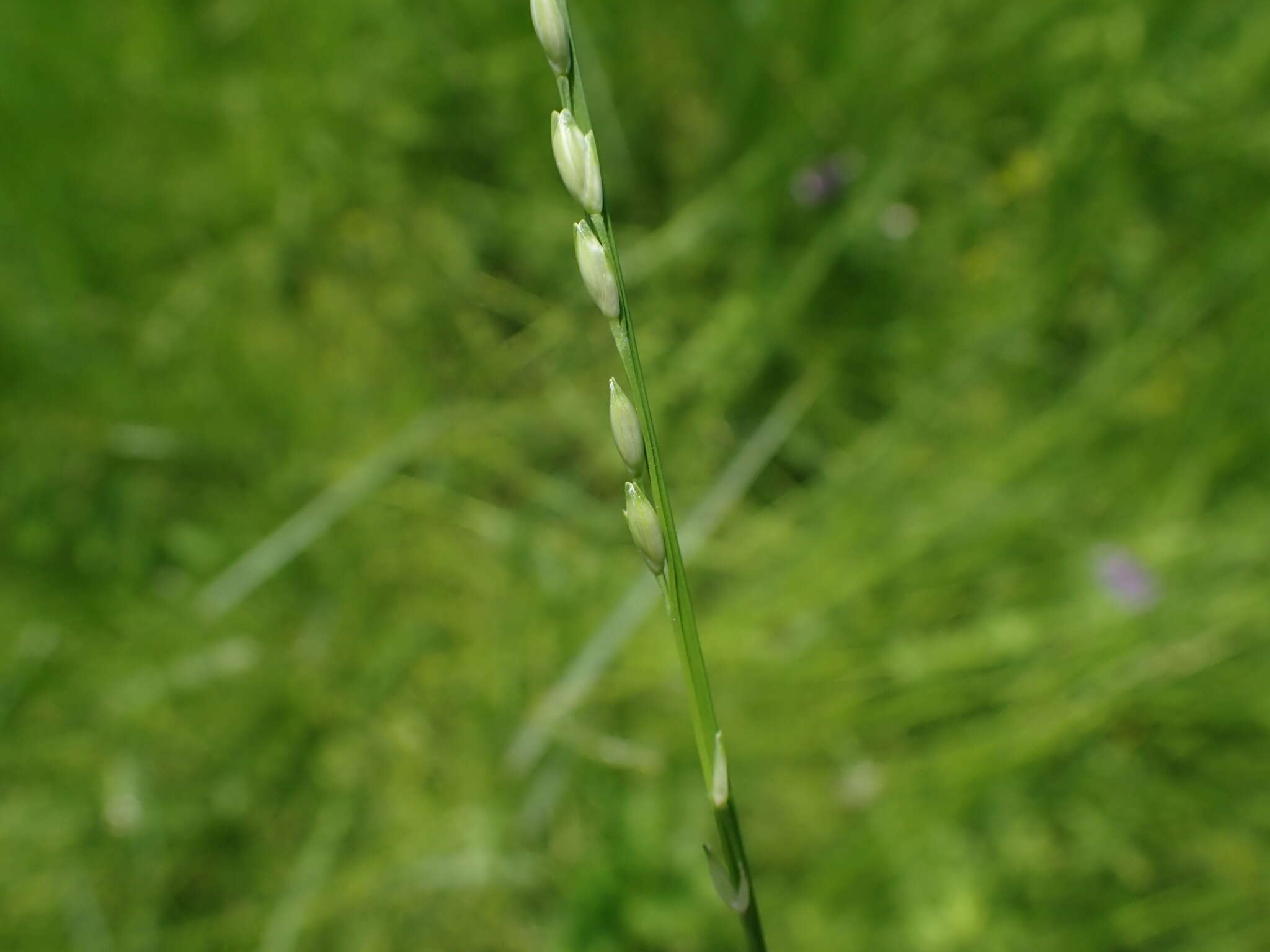 Image of Nile grass