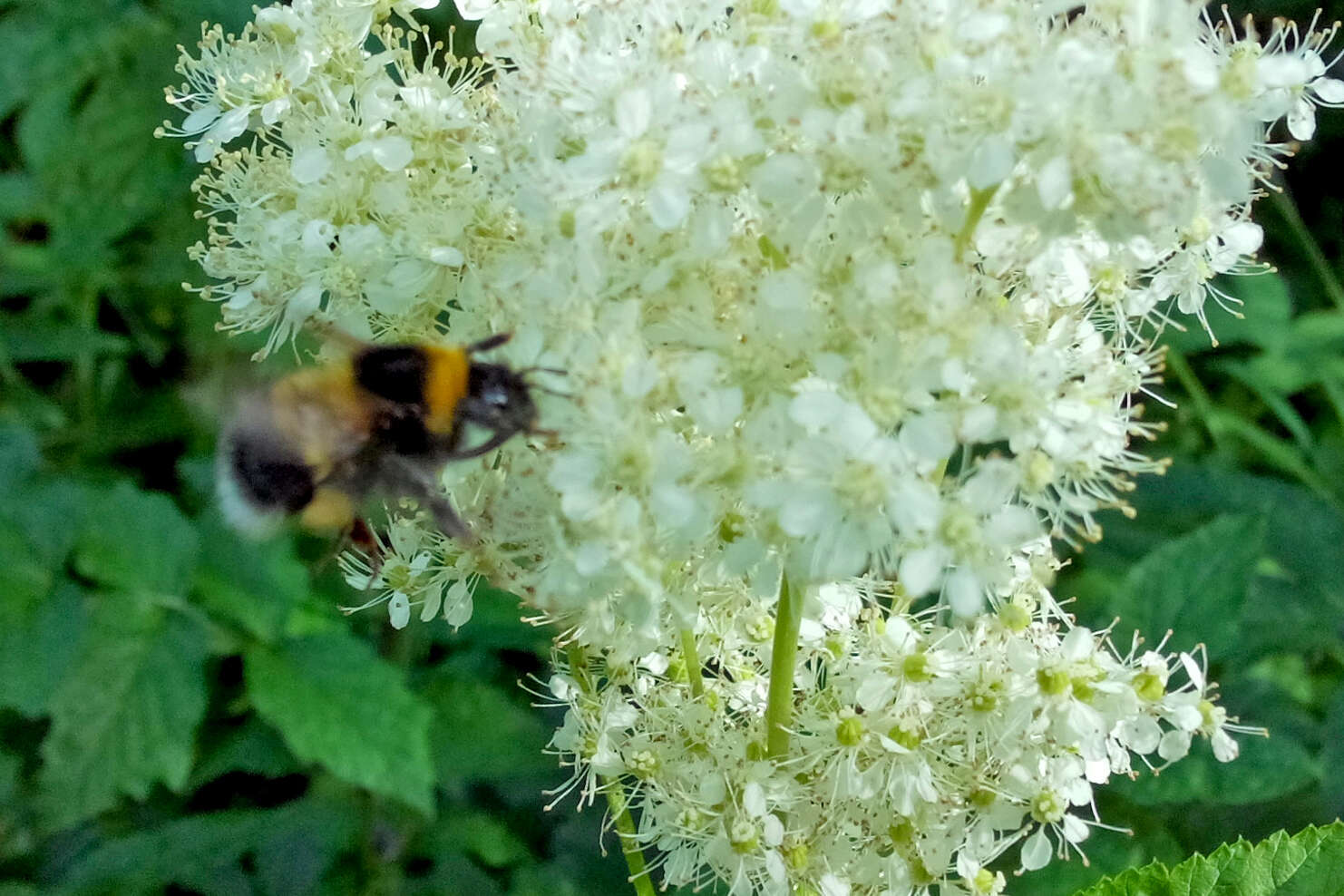 Plancia ëd Bombus hortorum (Linnaeus 1761)