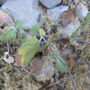 Image of Senecio platypus Greenm.