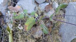 Image of Senecio platypus Greenm.