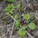 Image of Cardamine chenopodiifolia Pers.