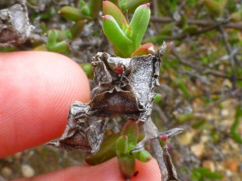 Delosperma asperulum (Salm-Dyck) L. Bol. resmi