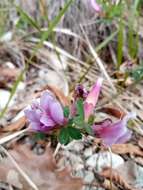 Cytisus purpureus Scop.的圖片