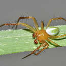 Sivun Araneus bivittatus (Walckenaer 1841) kuva