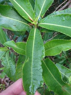 Image of Hedyosmum brasiliense Miq.