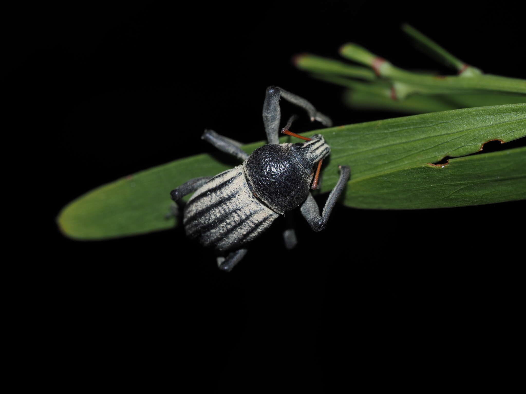 Plancia ëd Psapharus ruficornis (Blackburn 1893)