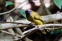 Image of Black-headed Bulbul