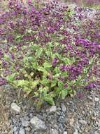 Image of Calceolaria purpurea R. Grah.