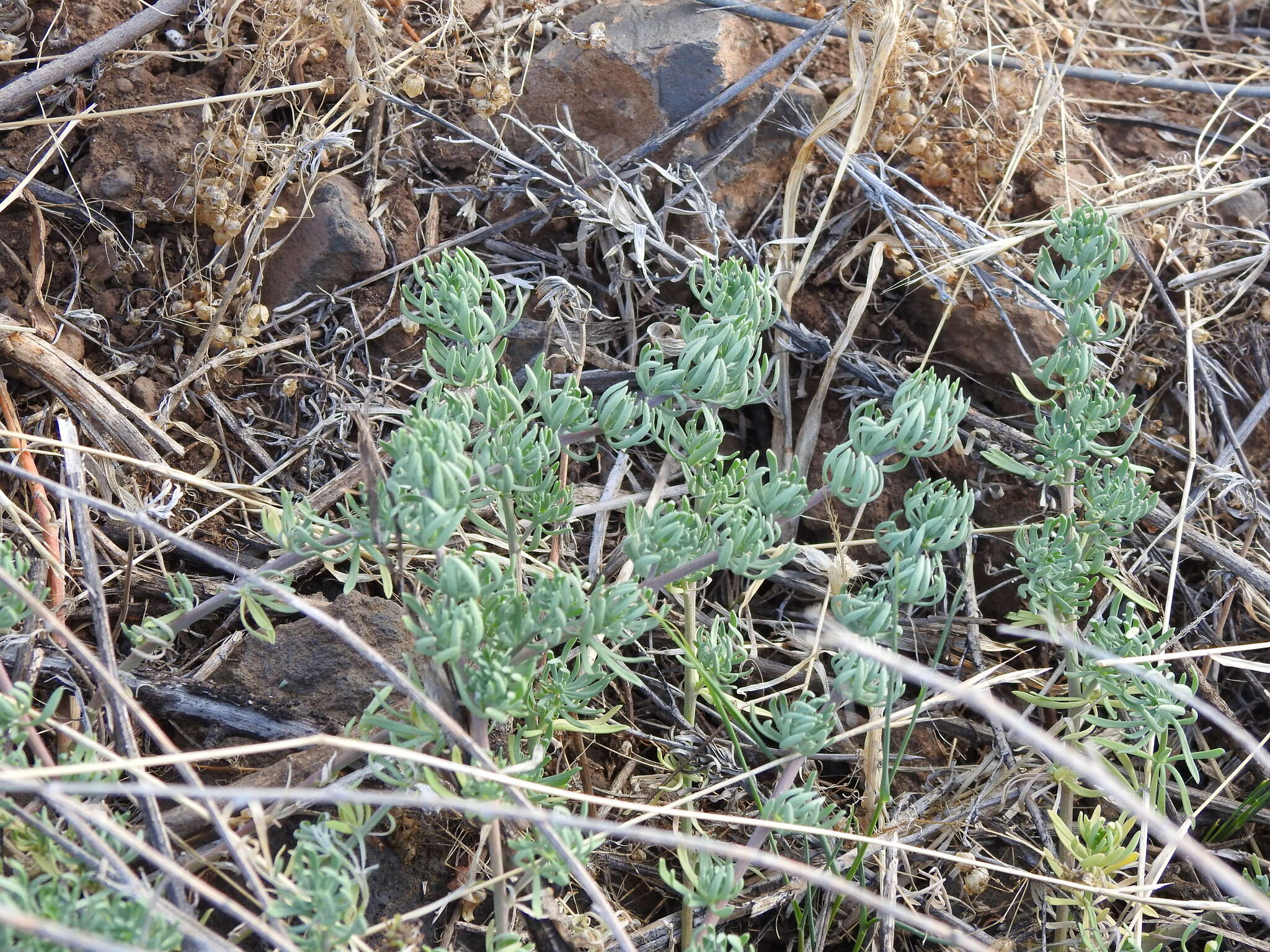 Image of Lotus maculatus Breitf.