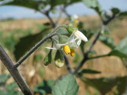 Plancia ëd Solanum nigrum L.