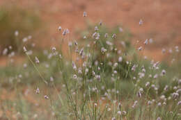 Image of Ptilotus calostachyus F. Müll.