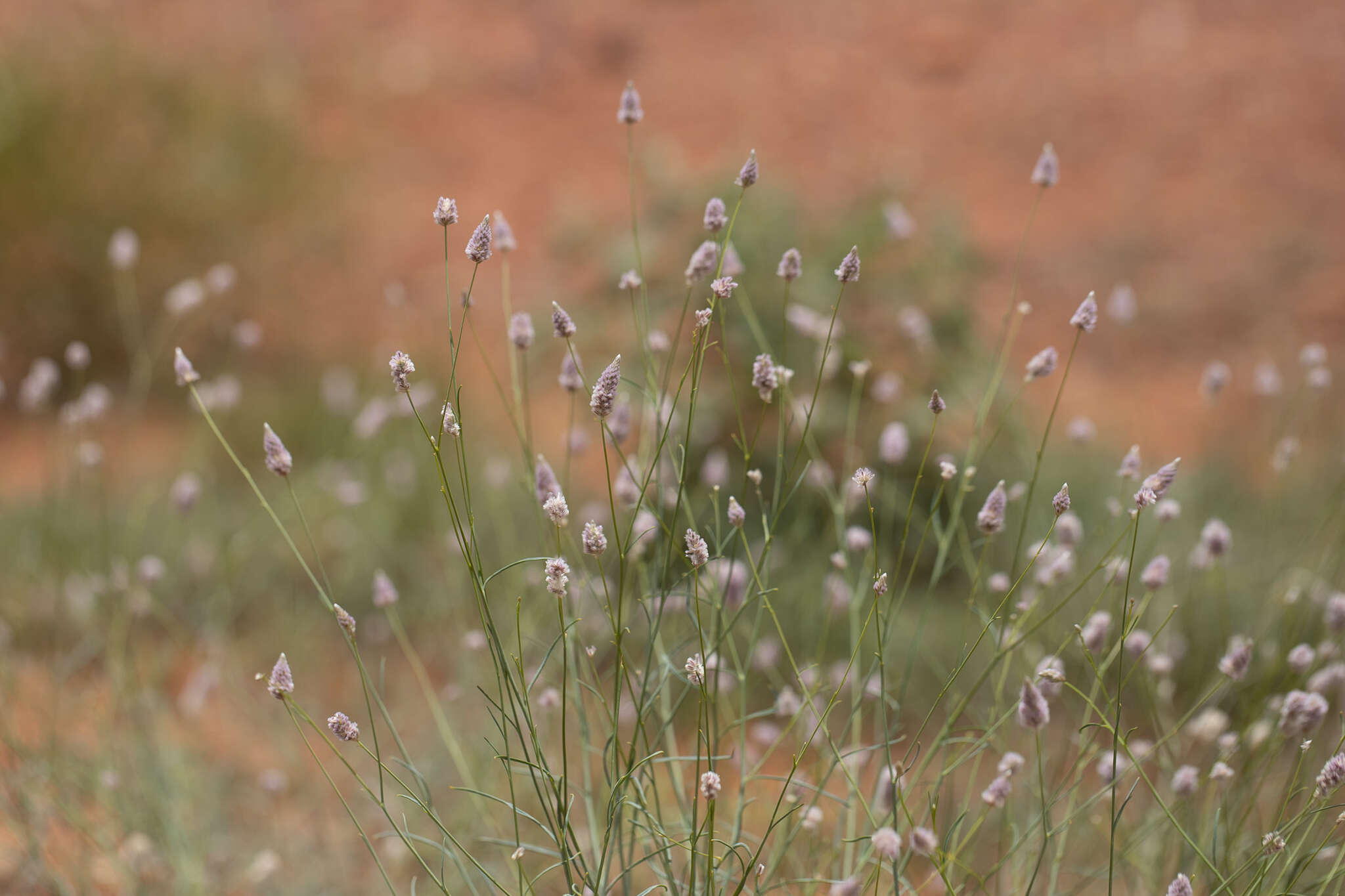 Image of Ptilotus calostachyus F. Müll.