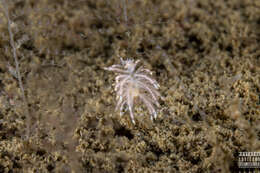 Image of Eubranchus vittatus (Alder & Hancock 1842)