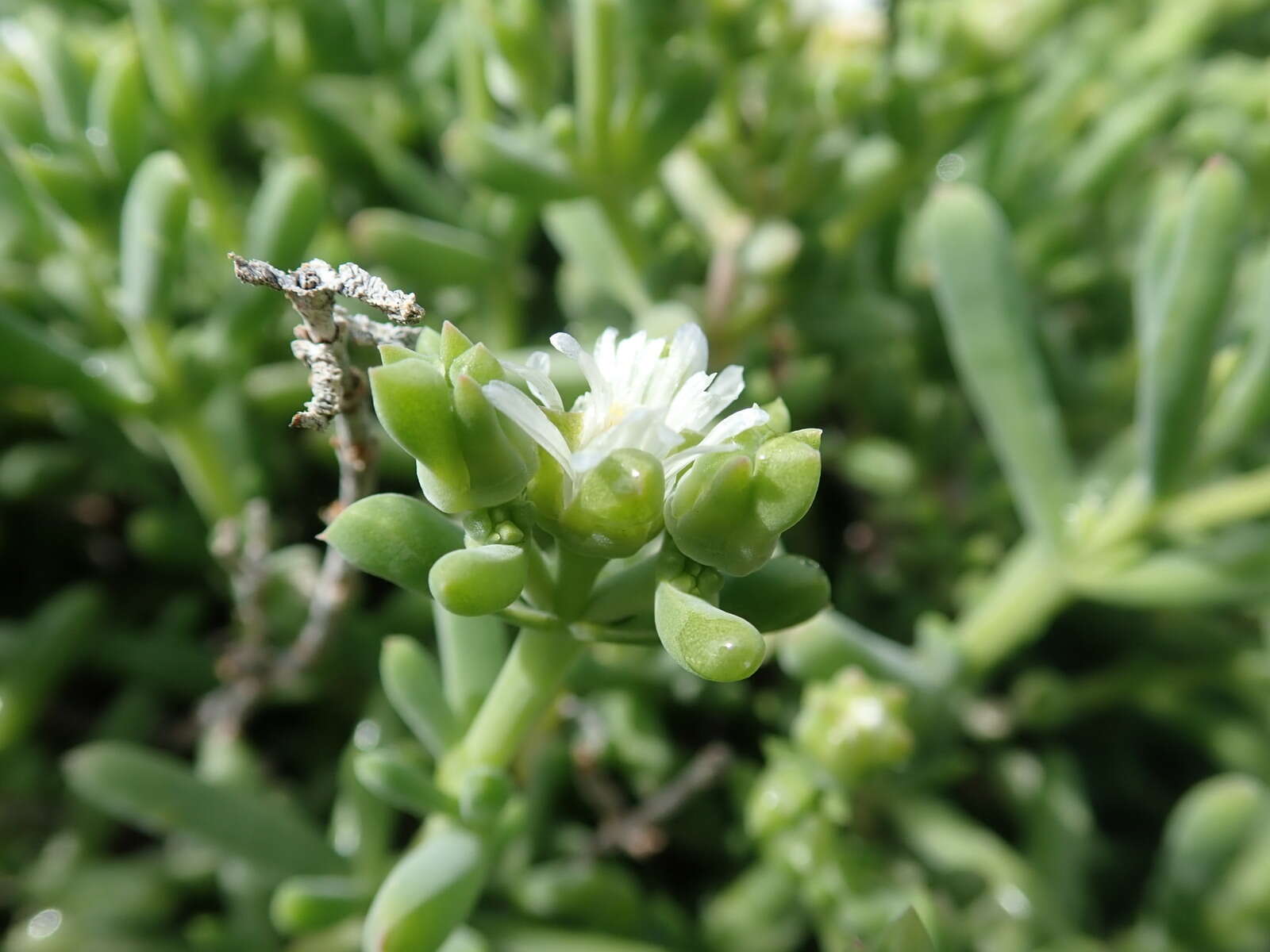 Image of Delosperma subincanum (Haw.) Schwant.