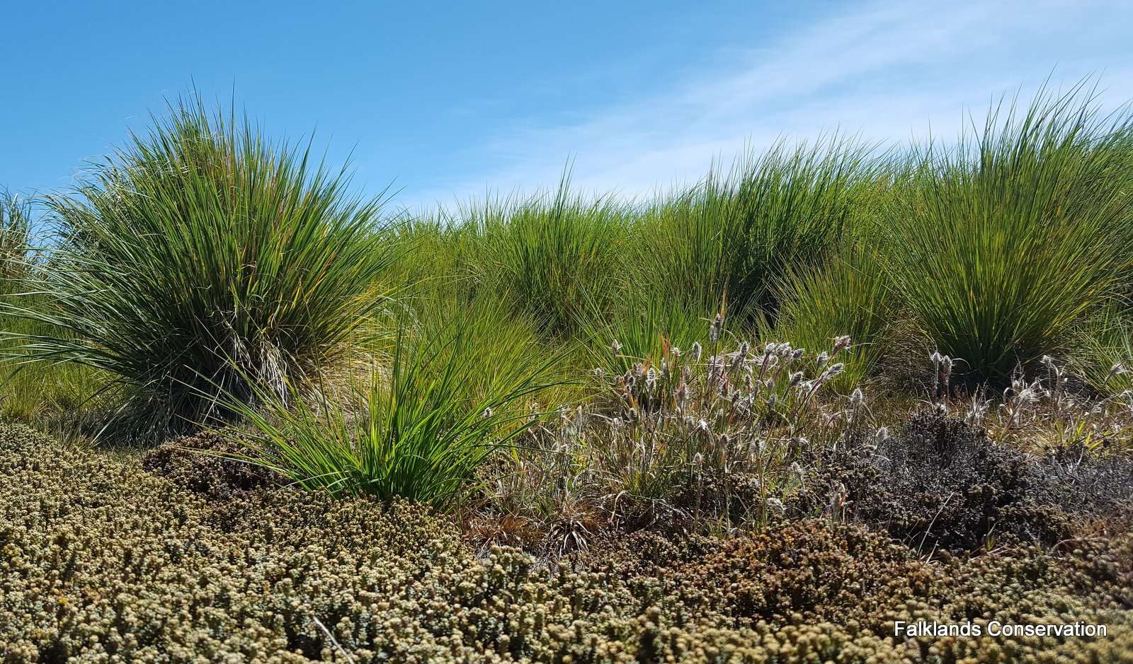 Image of tussock grass