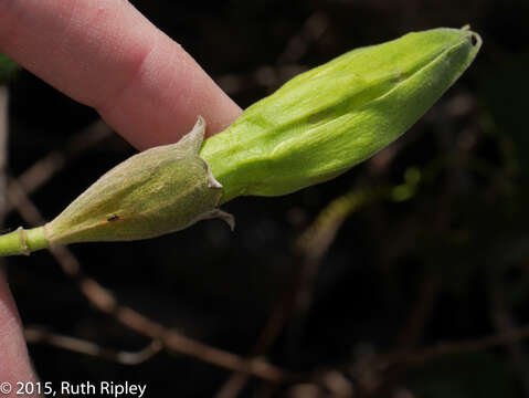 Passiflora peduncularis Cav.的圖片