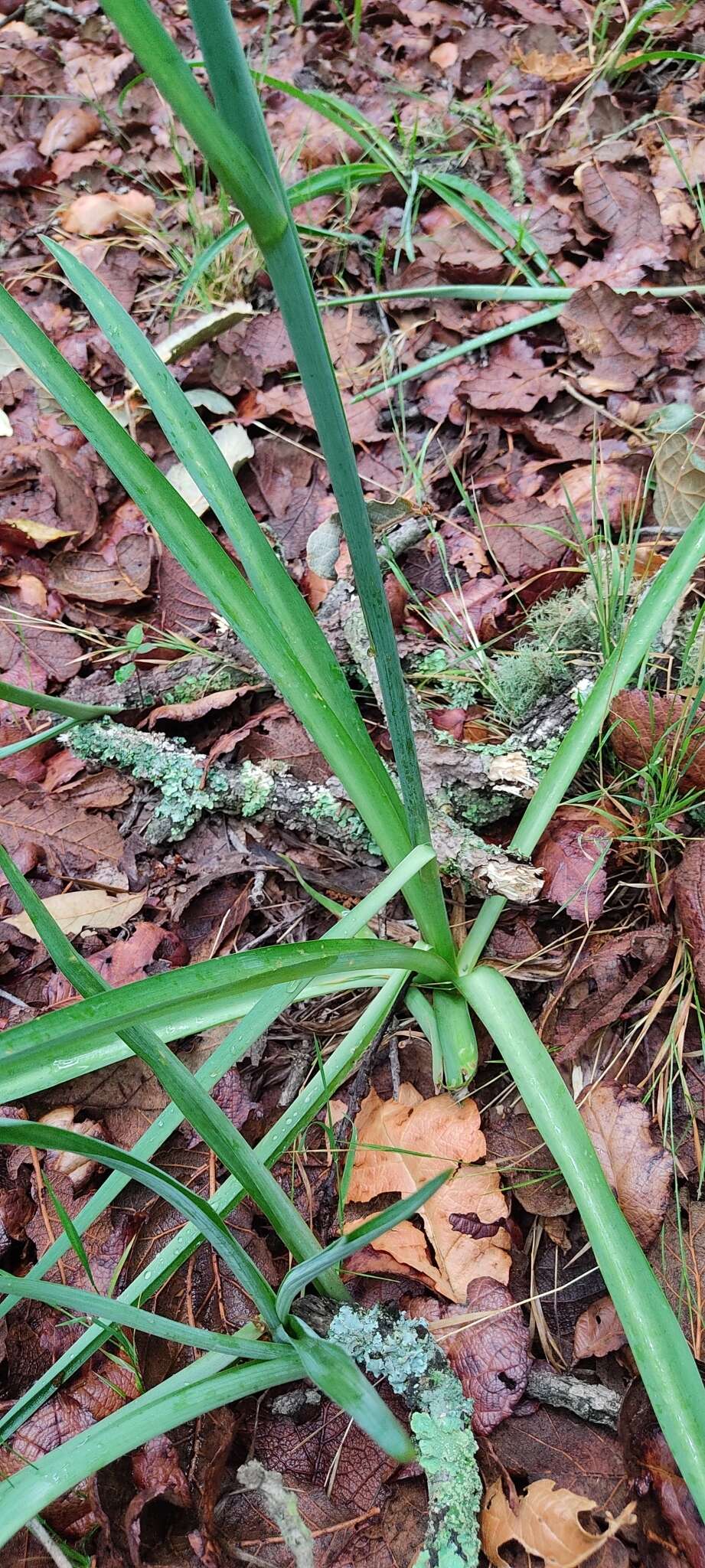 Agave debilis A. Berger resmi