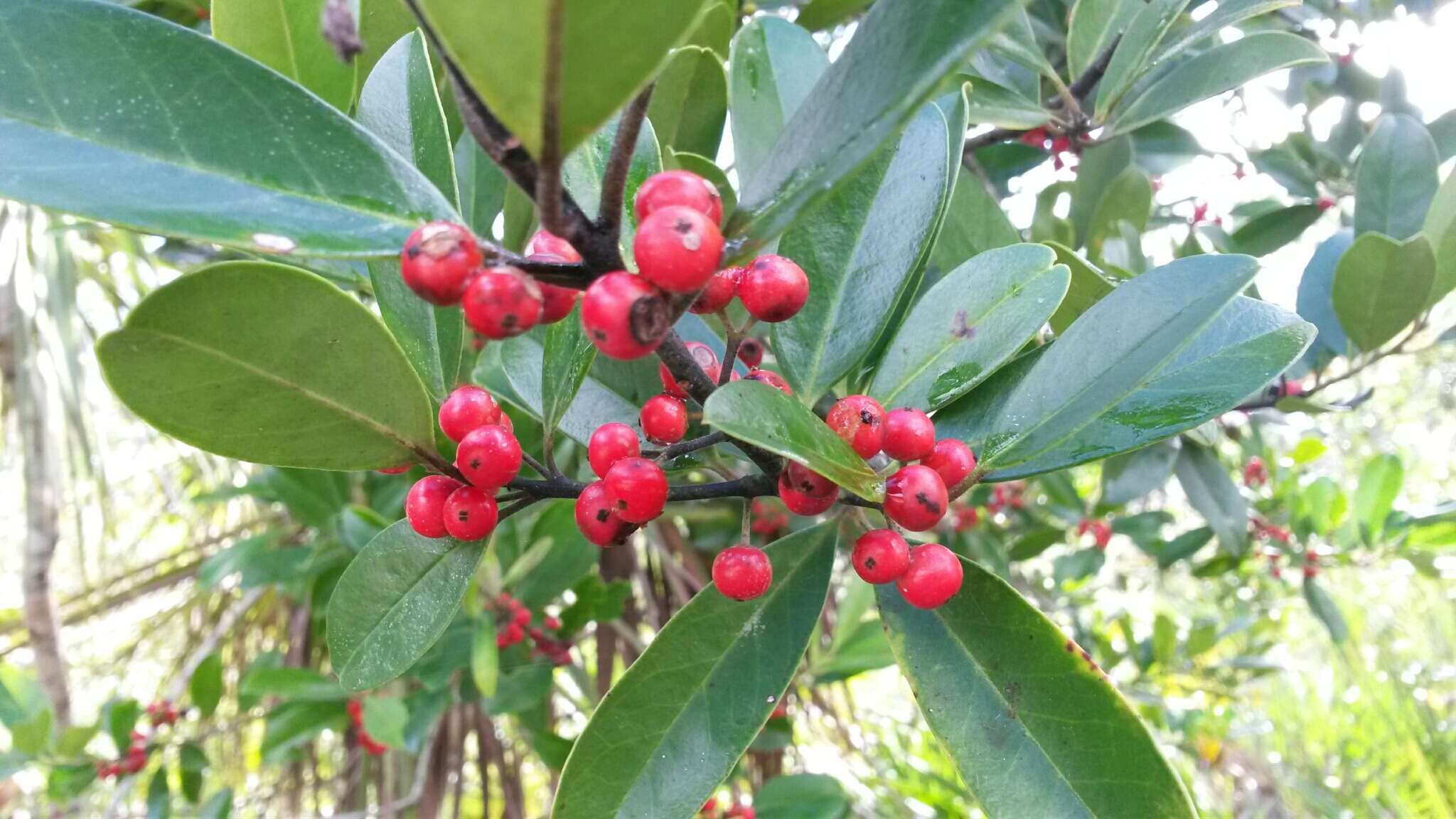 Слика од Ilex cassine L.