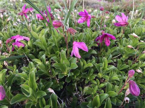 Imagem de Rhododendron camtschaticum Pall.