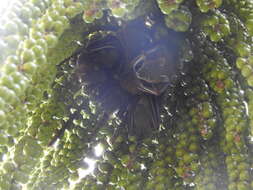 Image of greater short-nosed fruit bat