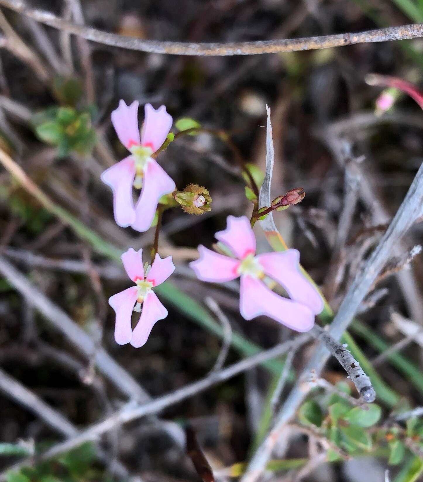 Image de Stylidium calcaratum R. Br.