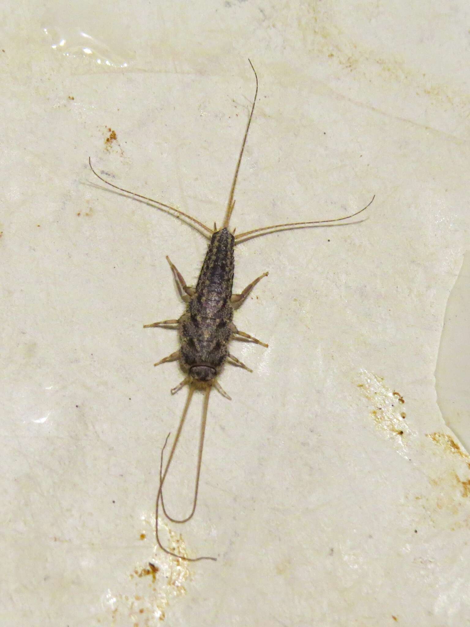 Image of Four-lined Silverfish