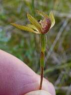 صورة Caladenia atradenia D. L. Jones, Molloy & M. A. Clem.