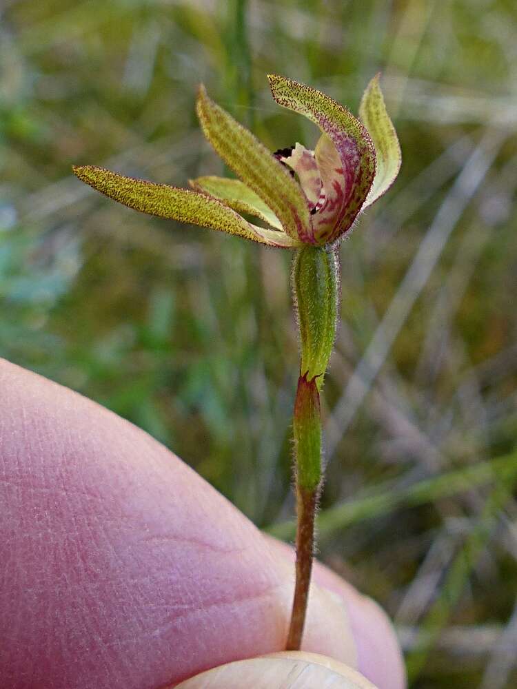 صورة Caladenia atradenia D. L. Jones, Molloy & M. A. Clem.